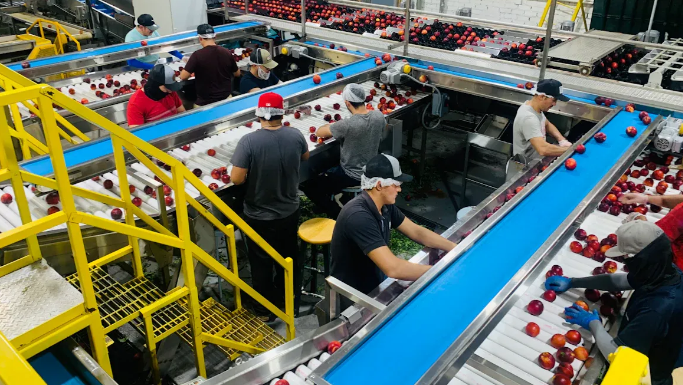 Basic Types of Conveyor Belts and Their Applications